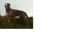 Jake How I picture Oberon