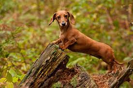 dachshund