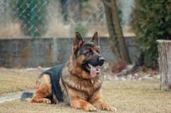Germanshepherd