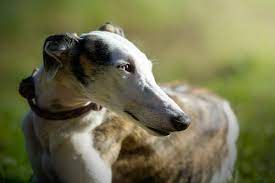 greyhound