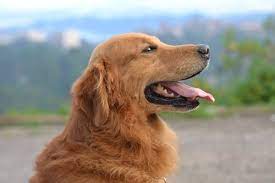 retriever