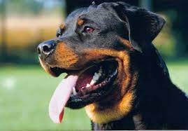 Rottweiller